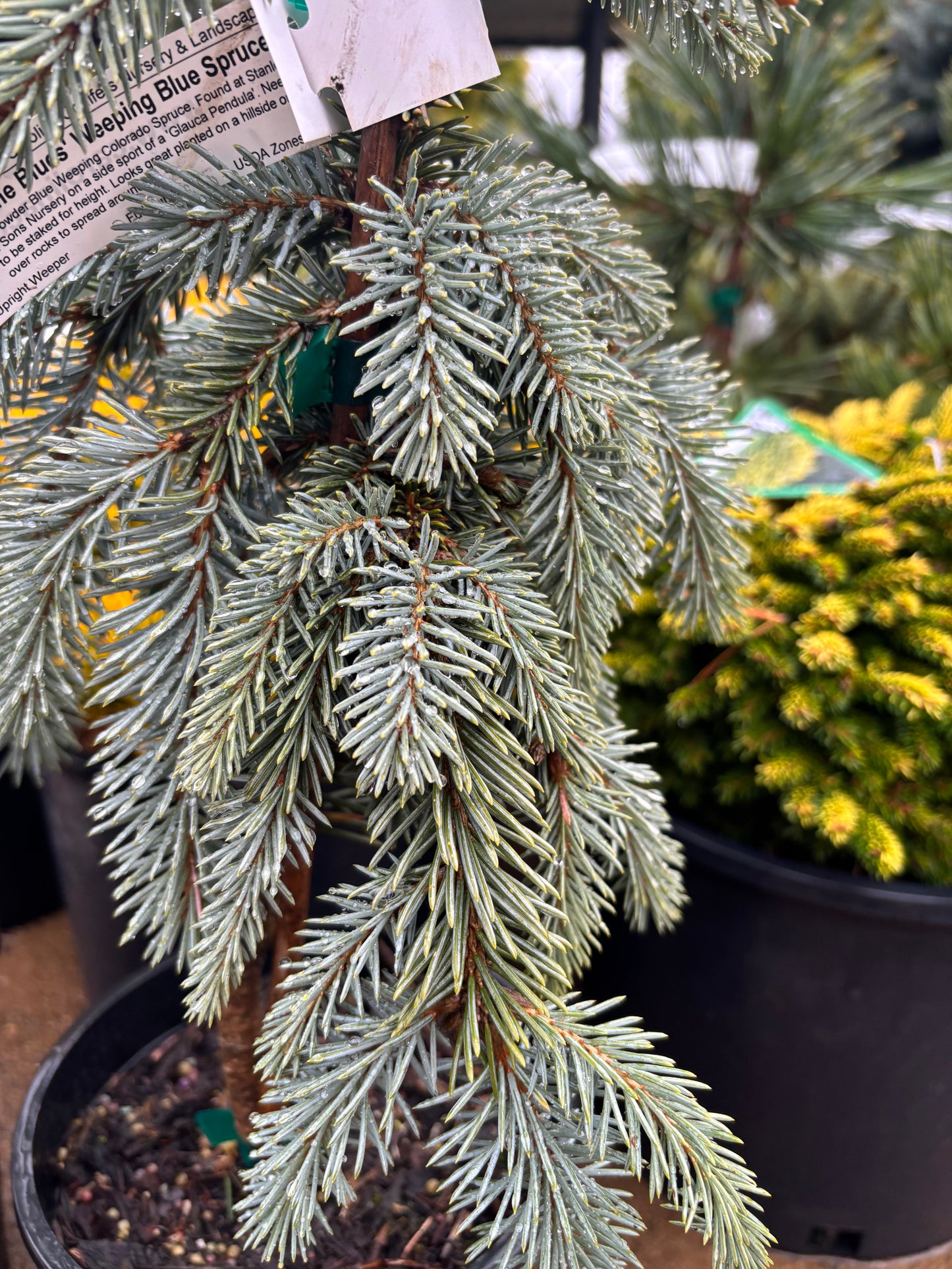 Picea pungens ‘The Blues’