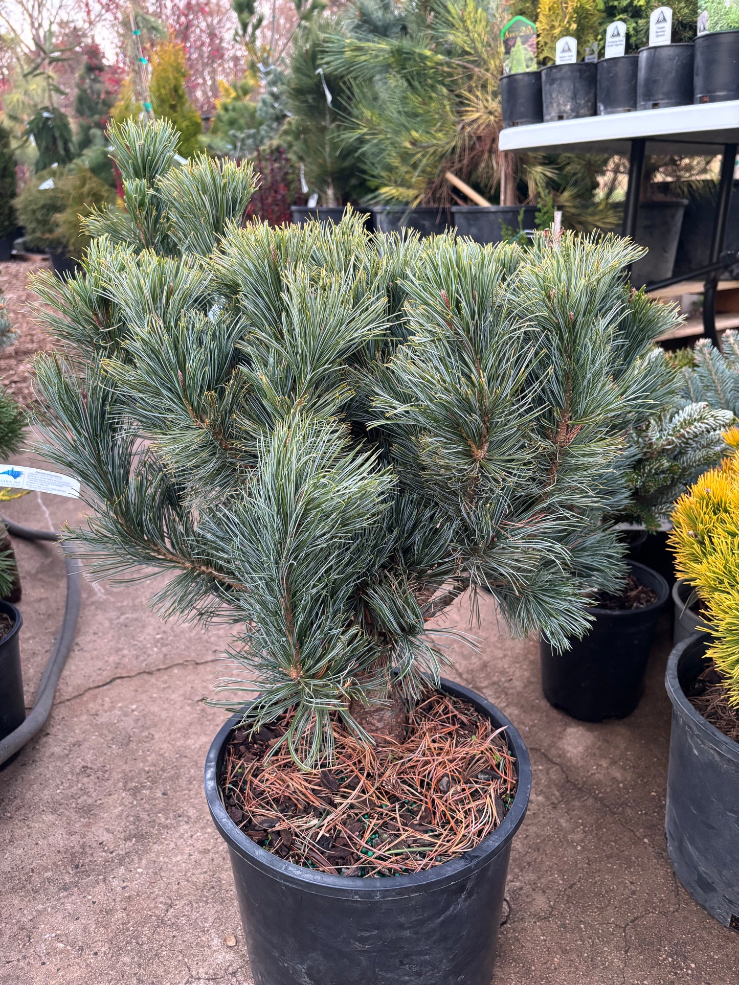 Pinus pumilla ‘Blue Dwarf’