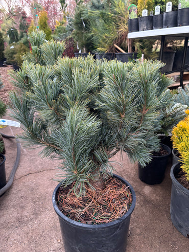 Pinus pumilla ‘Blue Dwarf’