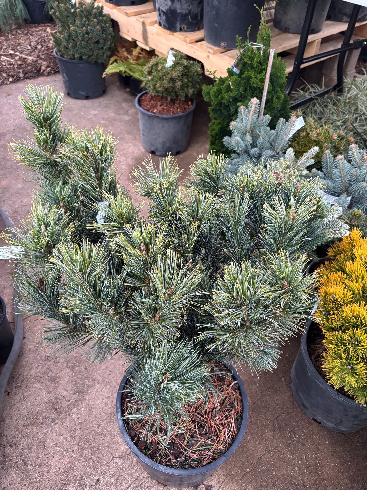 Pinus pumilla ‘Blue Dwarf’