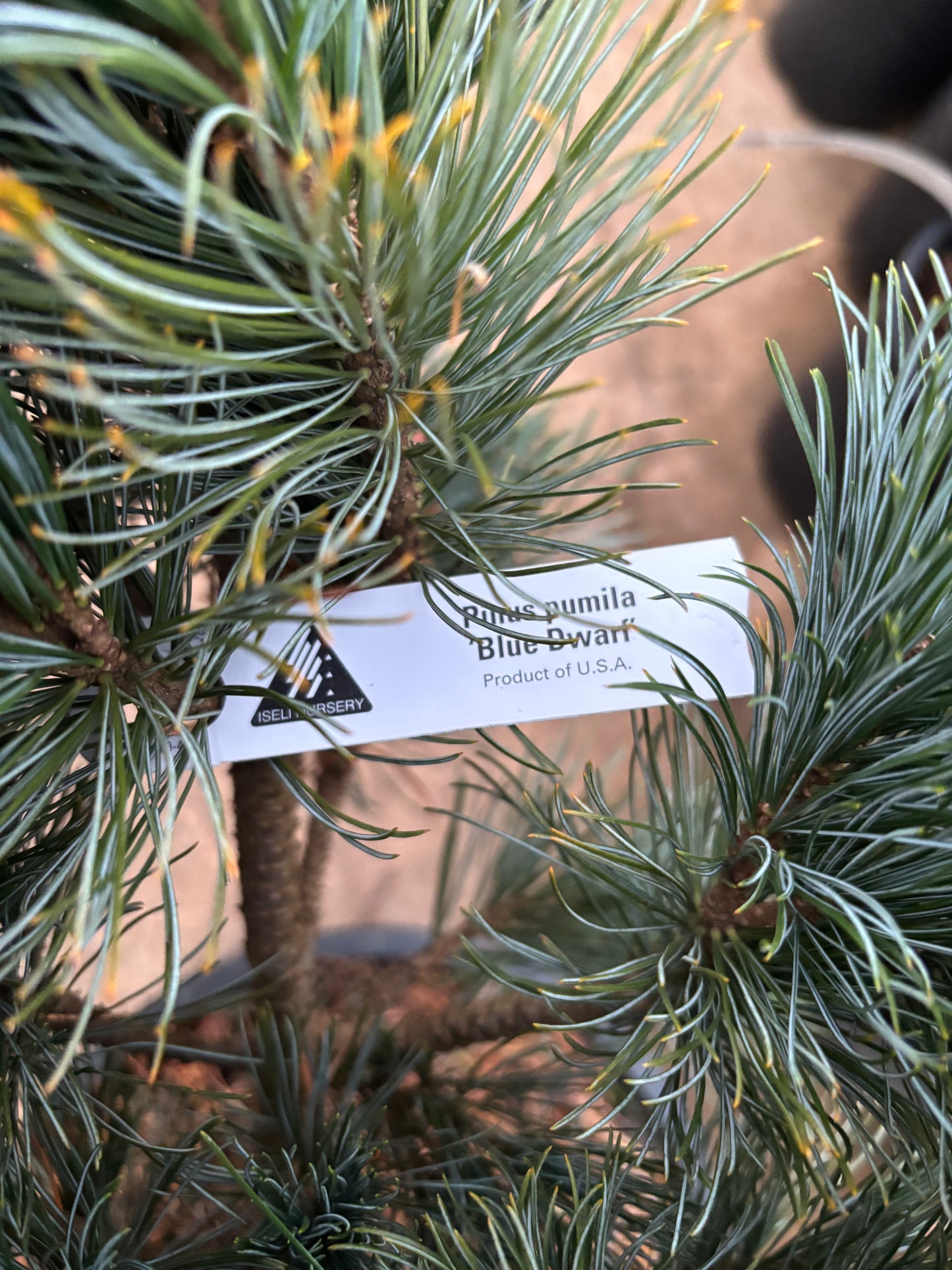 Pinus pumilla ‘Blue Dwarf’