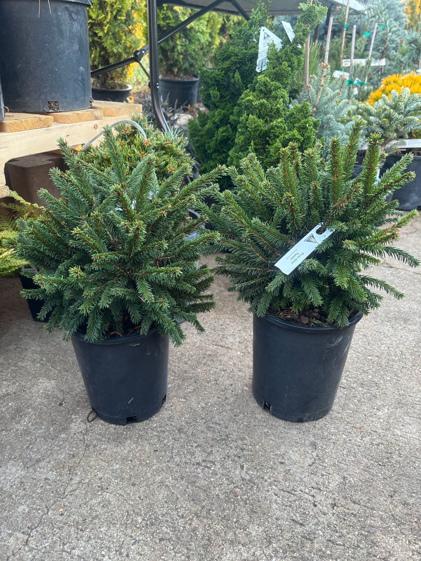 Picea Abies ‘pumilla’