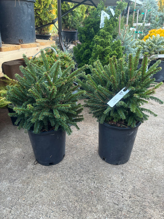 Picea Abies ‘pumilla’