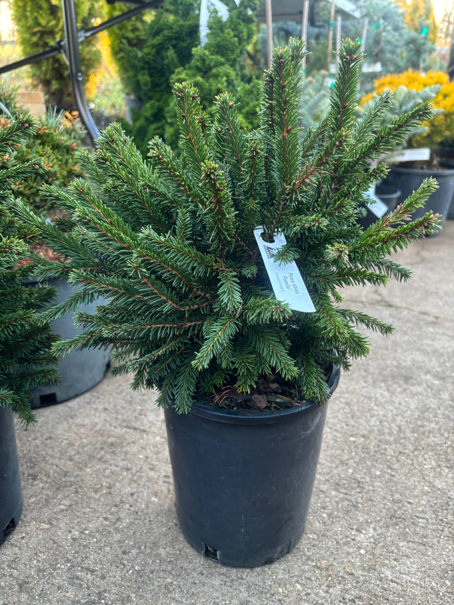 Picea Abies ‘pumilla’
