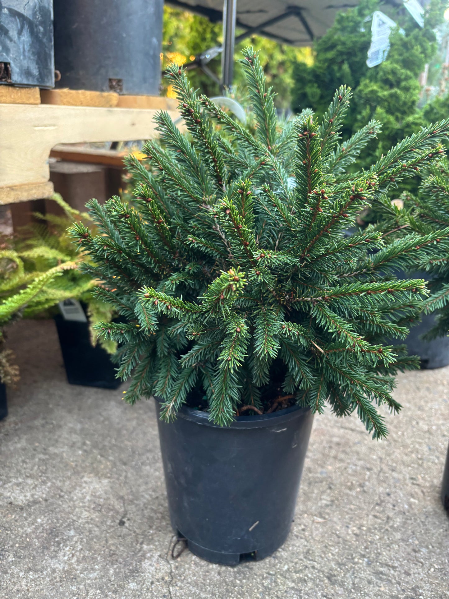 Picea Abies ‘pumilla’