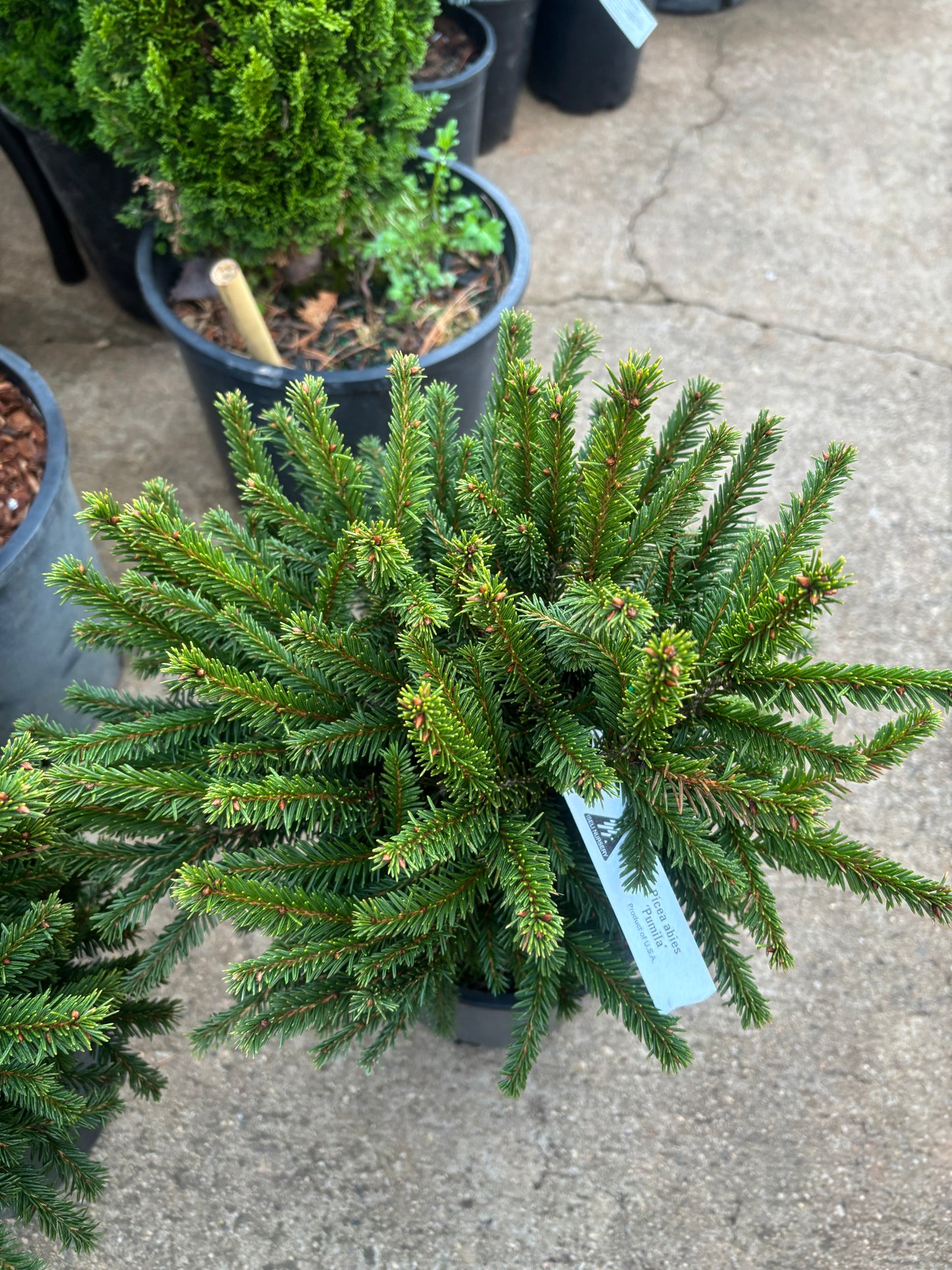 Picea Abies ‘pumilla’