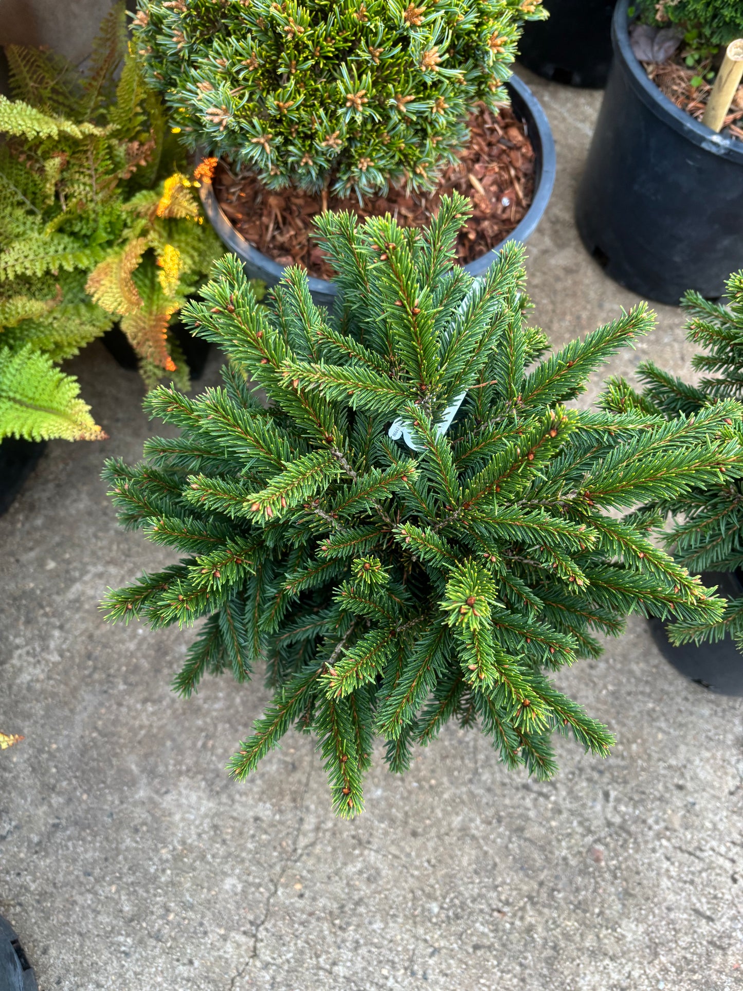 Picea Abies ‘pumilla’