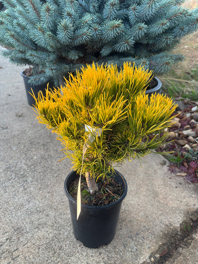 Pinus mugo ‘Carsten’s Wintergold’