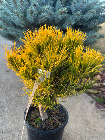 Pinus mugo ‘Carsten’s Wintergold’