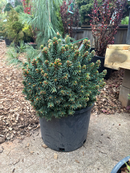 Picea abies ‘Skyhigh WB’