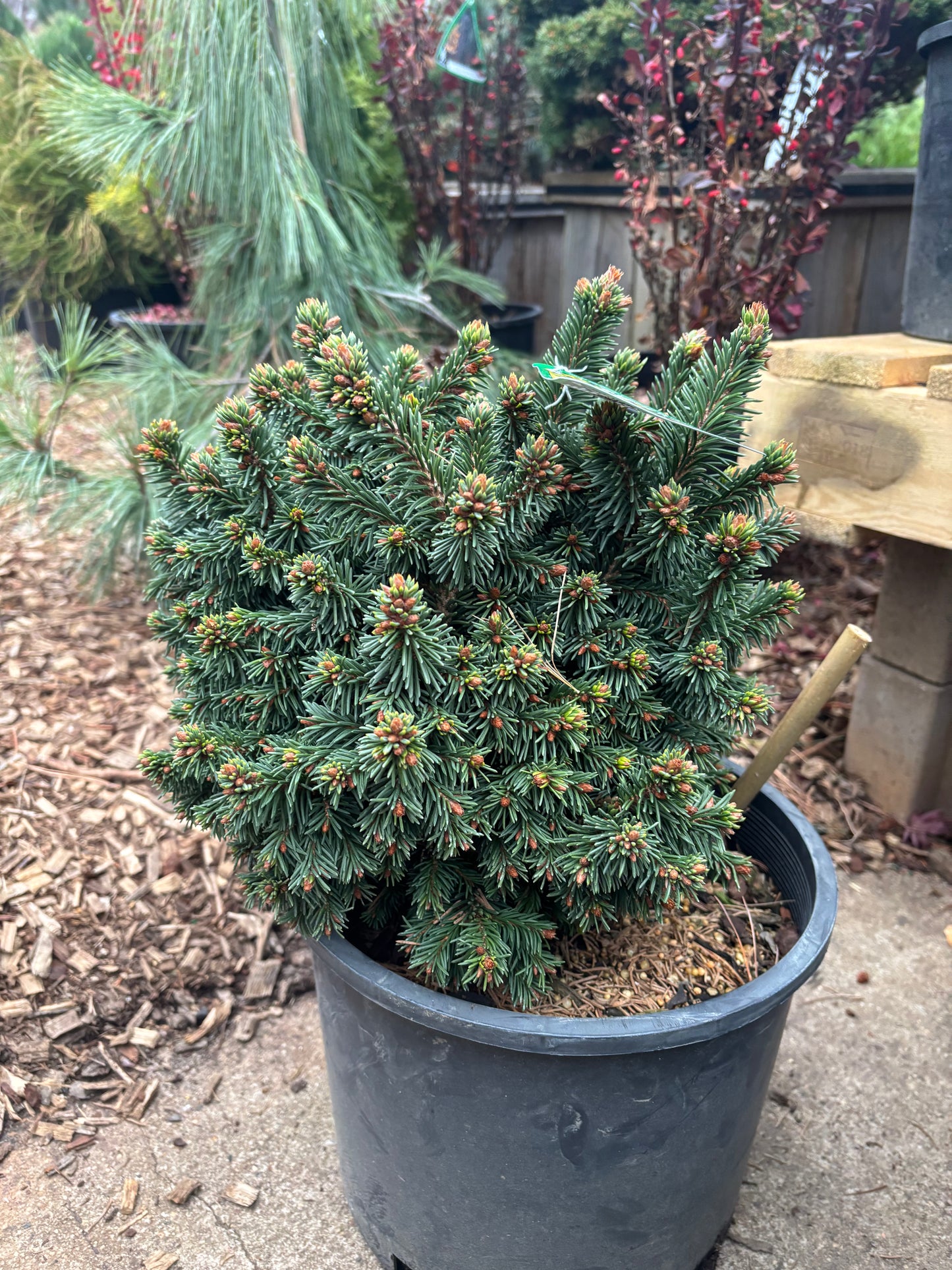Picea abies ‘Skyhigh WB’