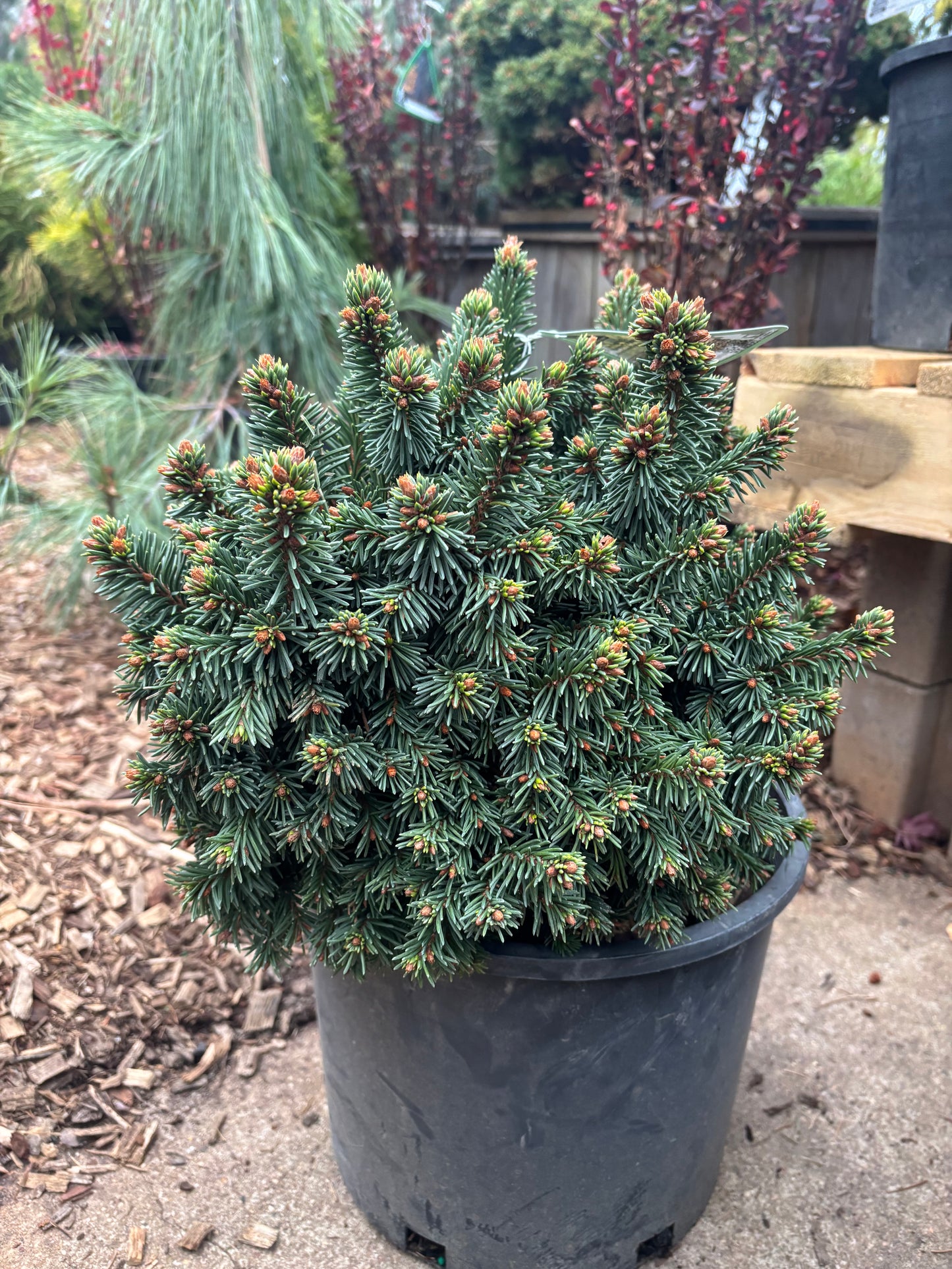 Picea abies ‘Skyhigh WB’