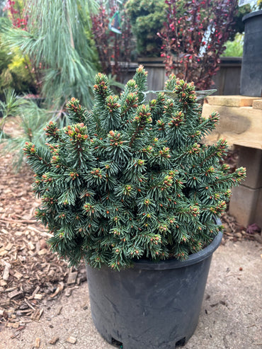 Picea abies ‘Skyhigh WB’