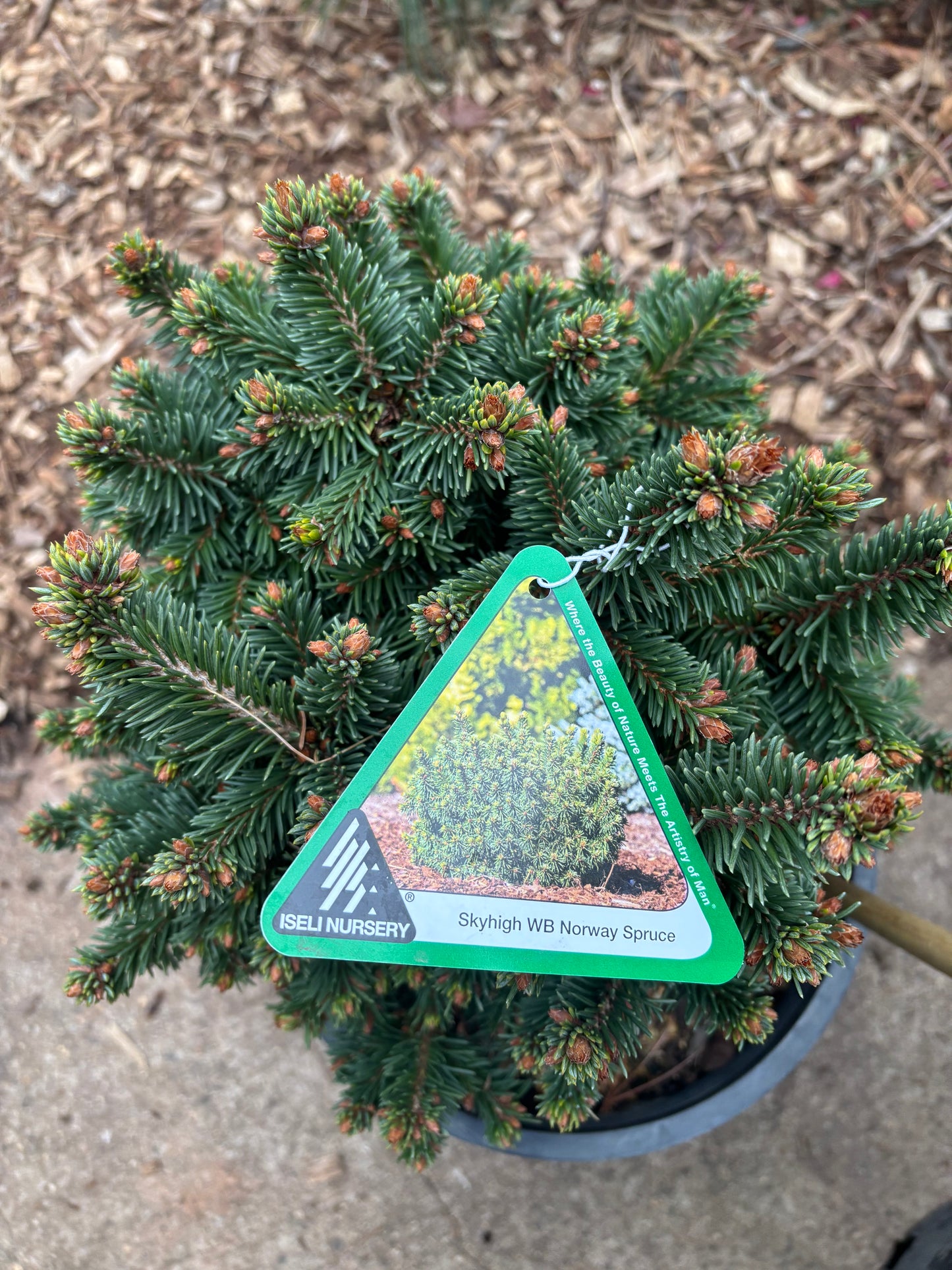 Picea abies ‘Skyhigh WB’