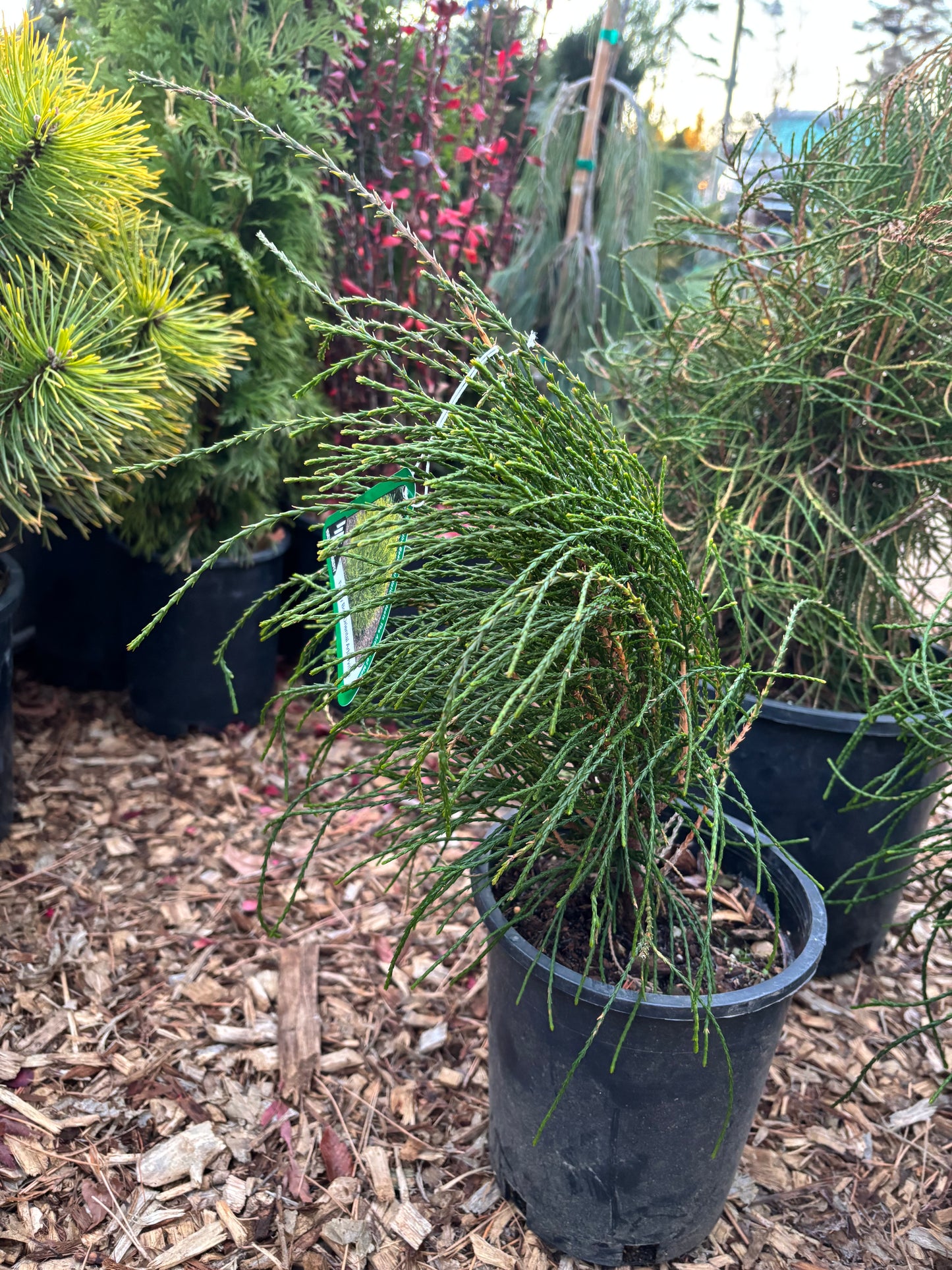 Thuja (Platycladus) orientalis ‘Franky Boy’ Arborvitae