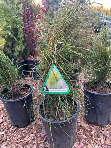Thuja (Platycladus) orientalis ‘Franky Boy’ Arborvitae