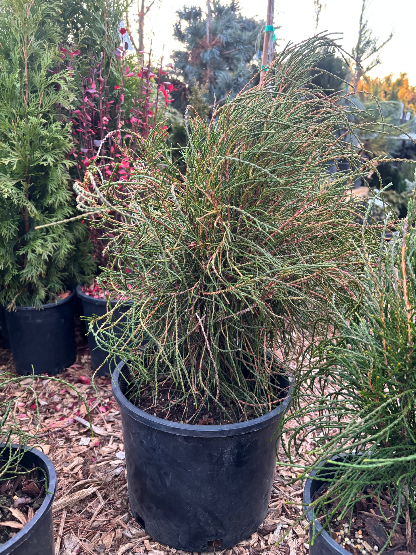 Thuja (Platycladus) orientalis ‘Franky Boy’ Arborvitae