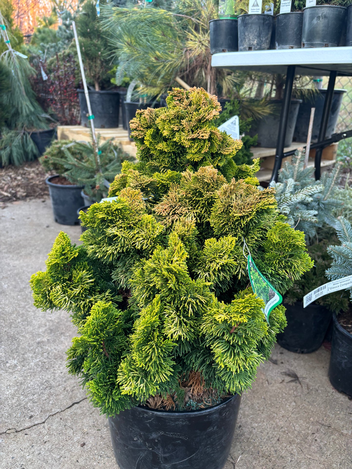 ‘Nana Lutea’ Golden Dwarf Hinoki Cypress (Chamaecyparis obtusa)