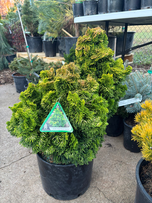 ‘Nana Lutea’ Golden Dwarf Hinoki Cypress (Chamaecyparis obtusa)