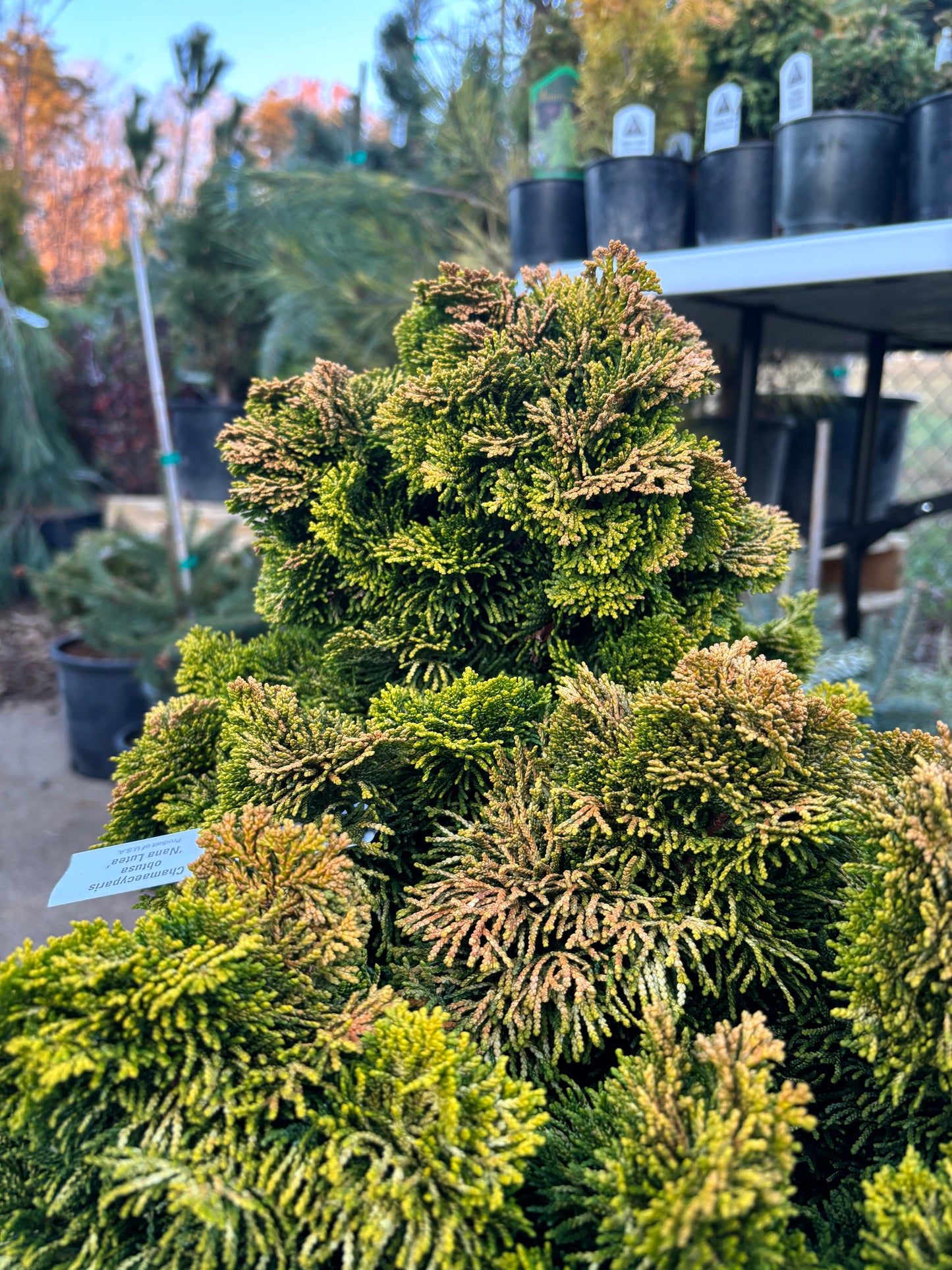 ‘Nana Lutea’ Golden Dwarf Hinoki Cypress (Chamaecyparis obtusa)