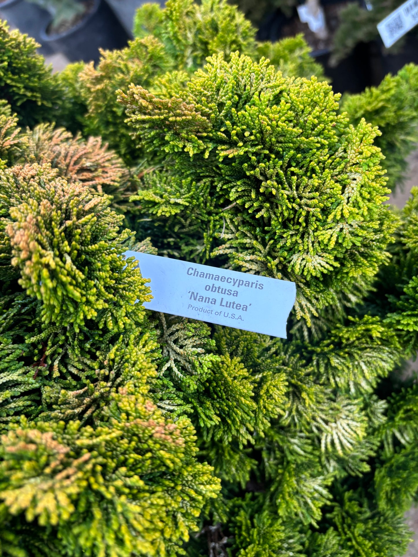 ‘Nana Lutea’ Golden Dwarf Hinoki Cypress (Chamaecyparis obtusa)
