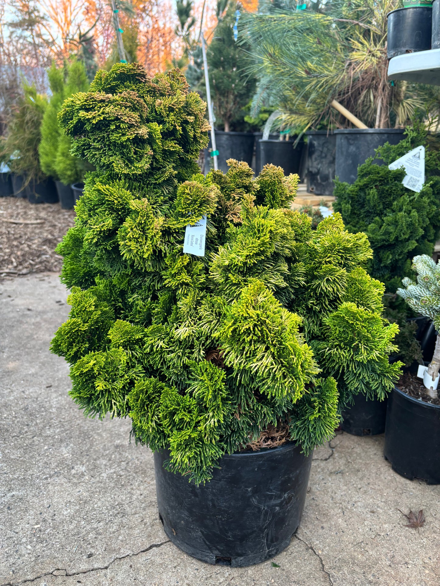 ‘Nana Lutea’ Golden Dwarf Hinoki Cypress (Chamaecyparis obtusa)
