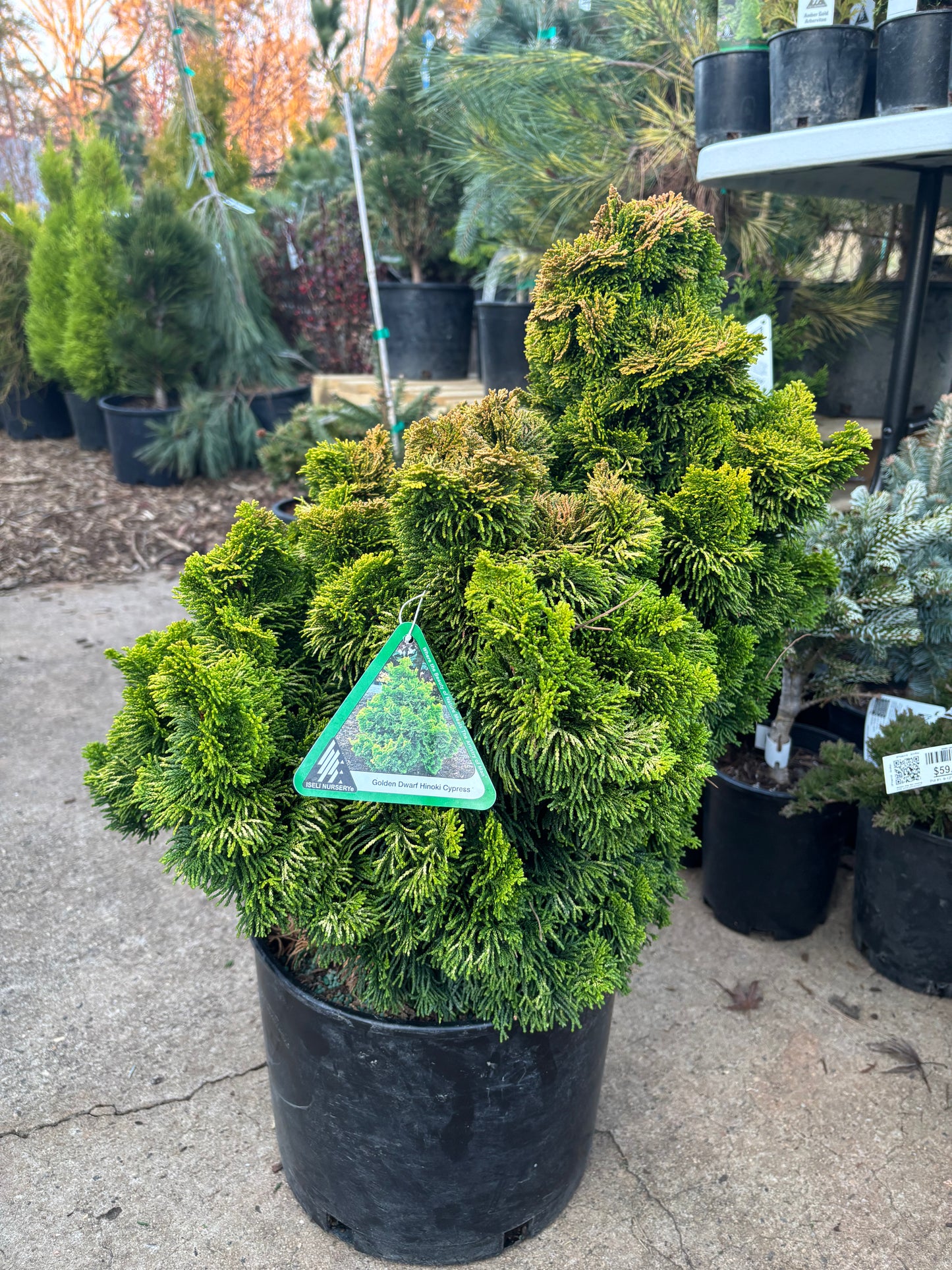 ‘Nana Lutea’ Golden Dwarf Hinoki Cypress (Chamaecyparis obtusa)