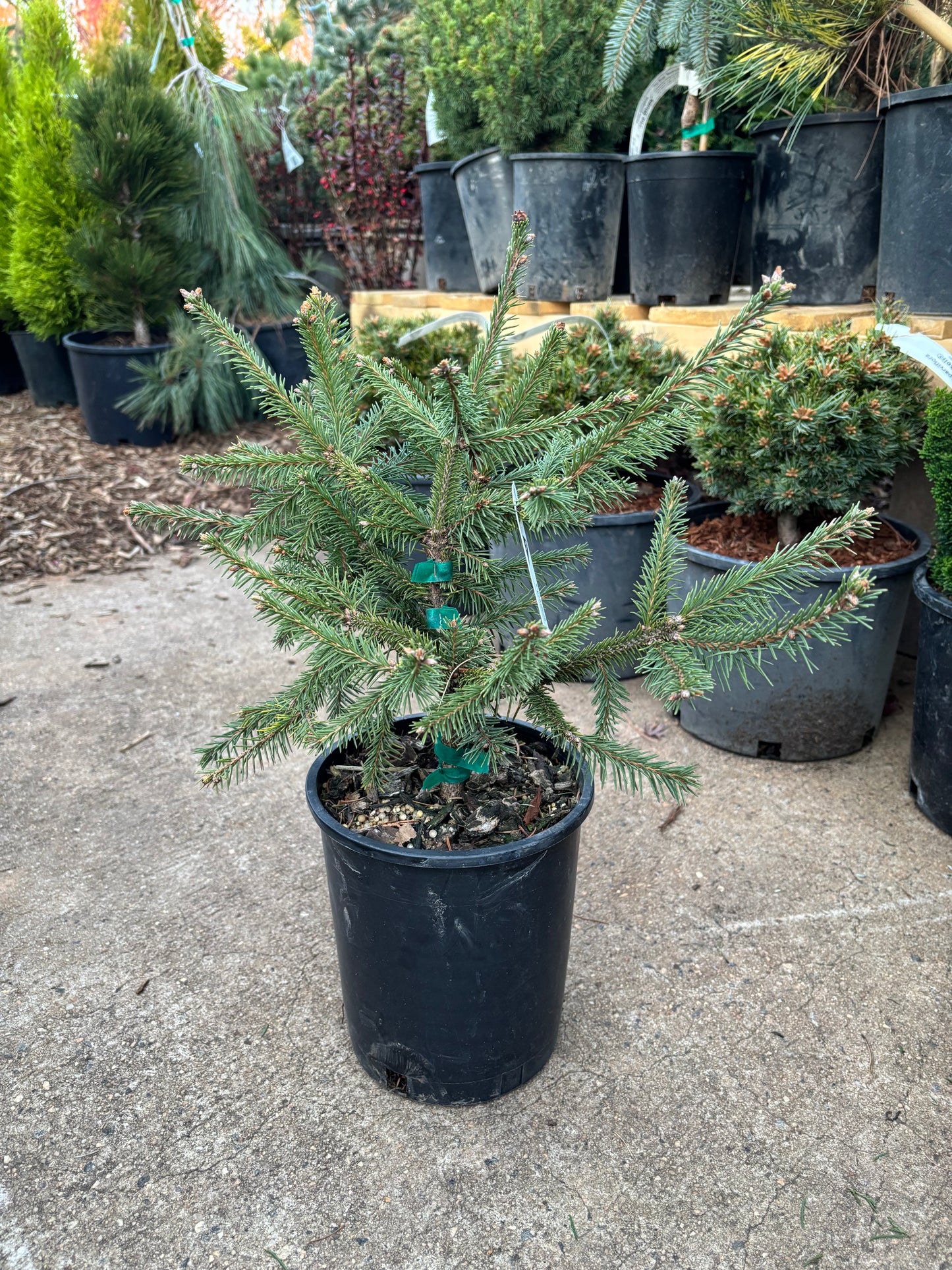 Picea abies ‘Acrocona’ Red Cone Norway Spruce