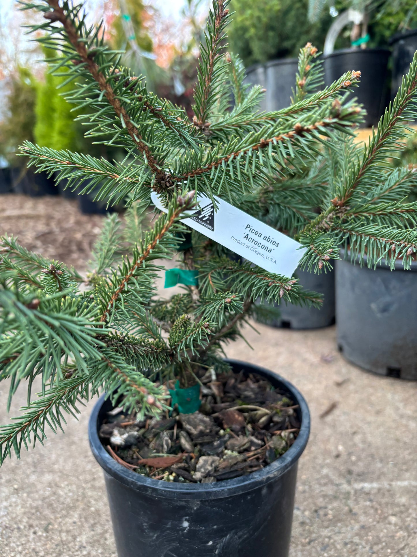 Picea abies ‘Acrocona’ Red Cone Norway Spruce