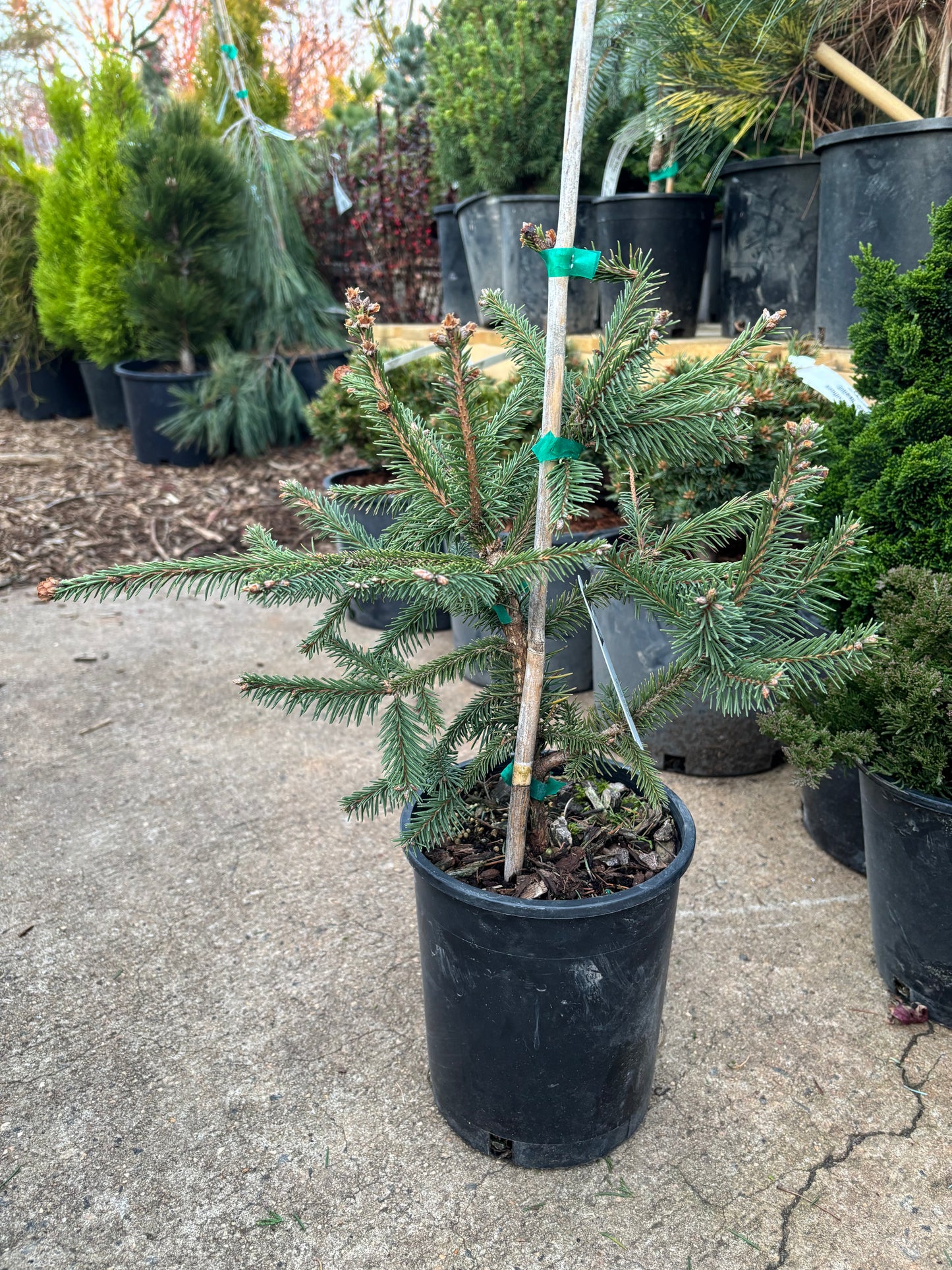 Picea abies ‘Acrocona’ Red Cone Norway Spruce