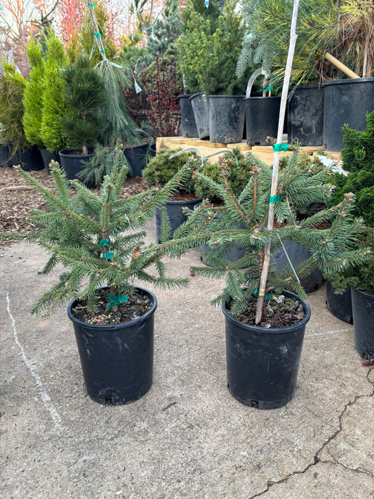 Picea abies ‘Acrocona’ Red Cone Norway Spruce