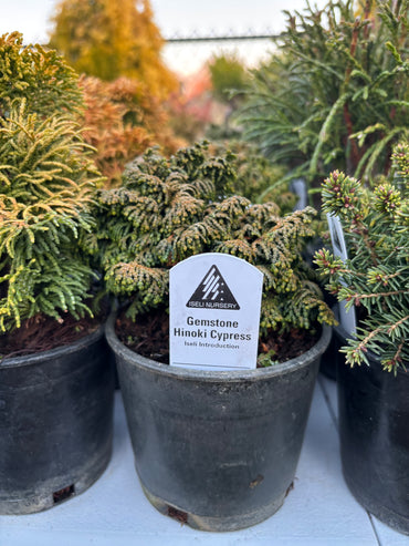 Chamaecyparis obtusa ‘Gemstone’