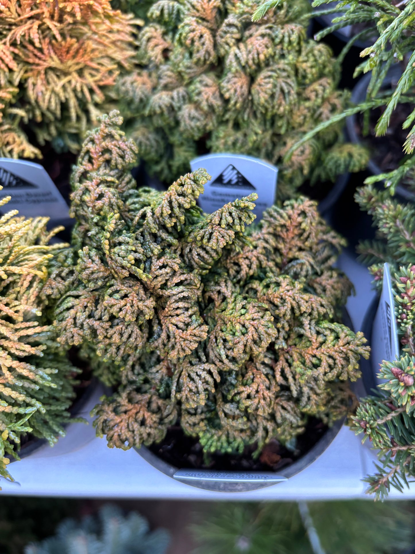 Chamaecyparis obtusa ‘Gemstone’