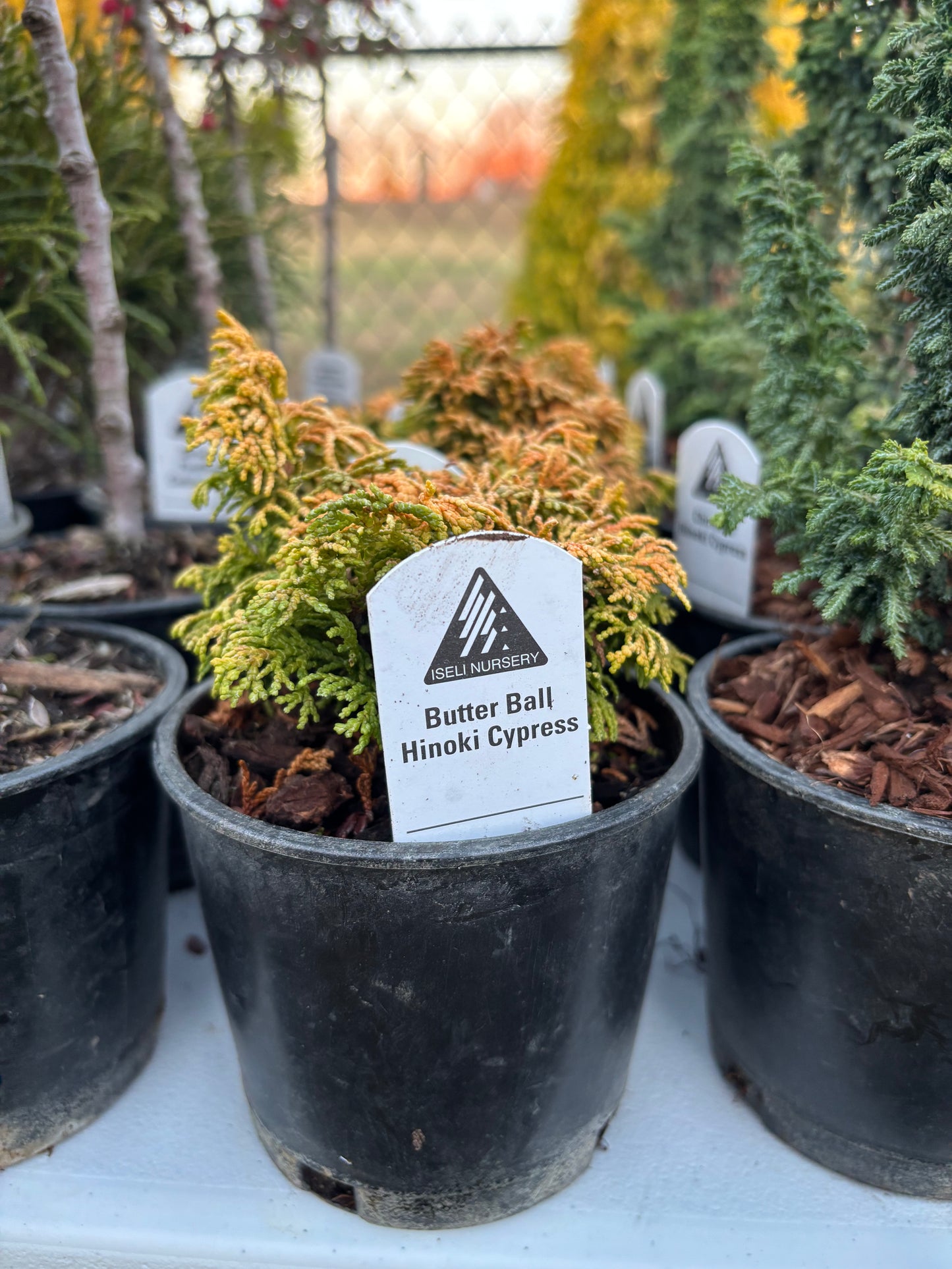 Chamaecyparis obtusa ‘Butterball’ Hinoki Cypress