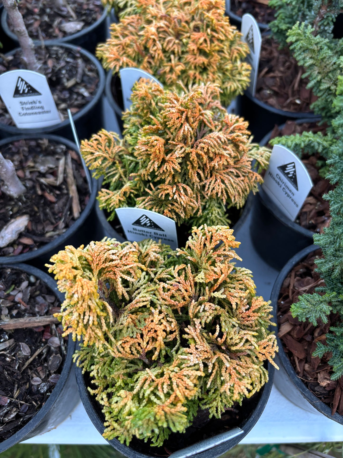 Chamaecyparis obtusa ‘Butterball’ Hinoki Cypress