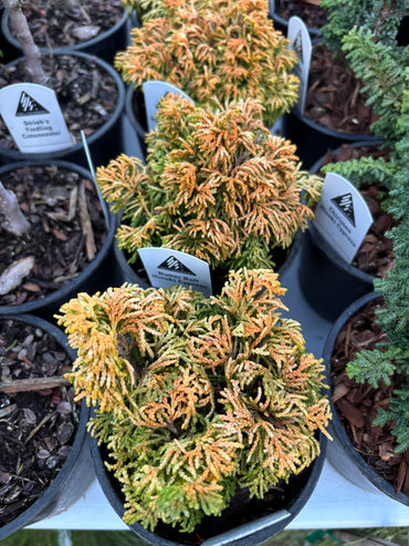 Chamaecyparis obtusa ‘Butterball’ Hinoki Cypress