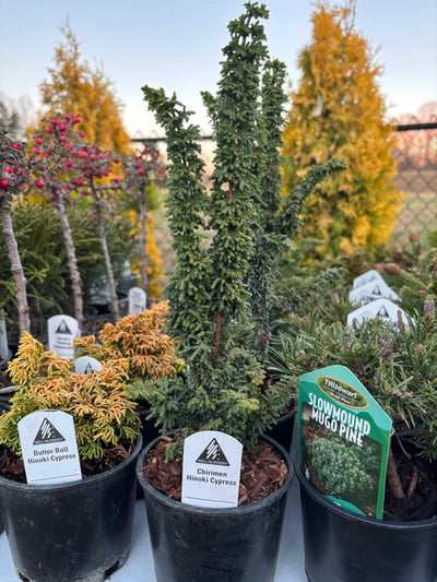 Chamaecyparis obtusa ‘Chirimen’