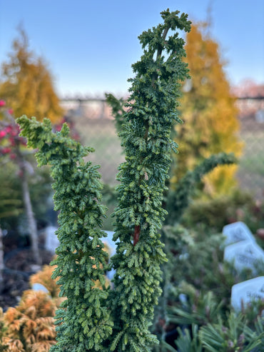 Chamaecyparis obtusa ‘Chirimen’