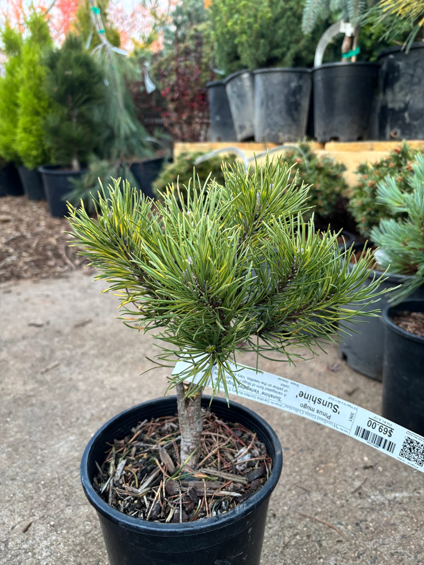 Pinus mugo ‘Sunshine’