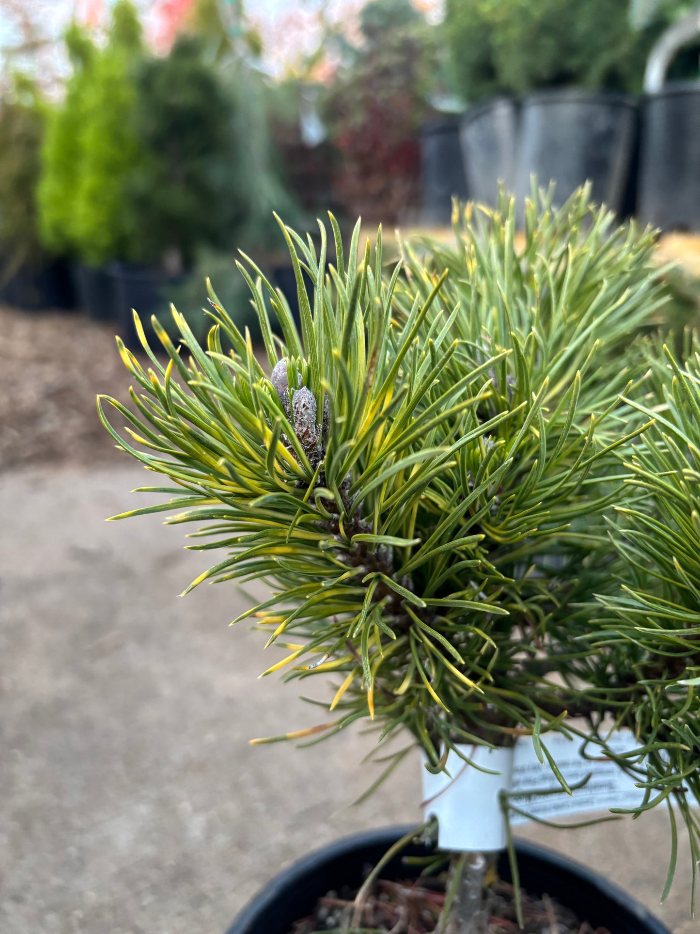 Pinus mugo ‘Sunshine’
