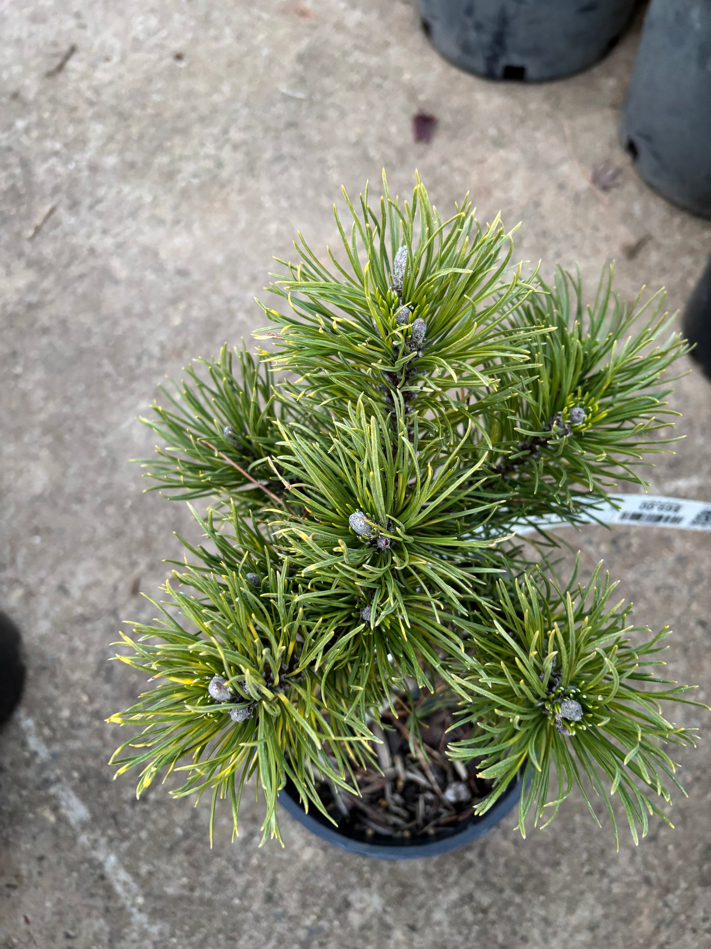 Pinus mugo ‘Sunshine’