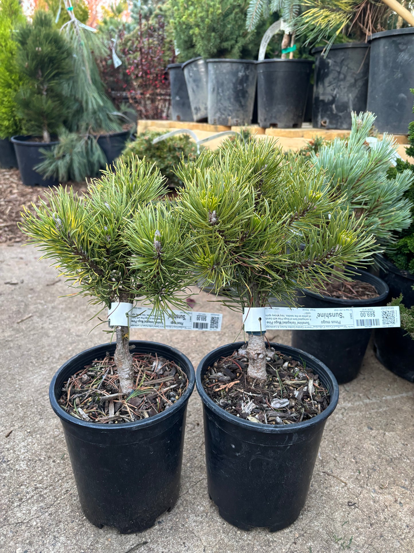 Pinus mugo ‘Sunshine’