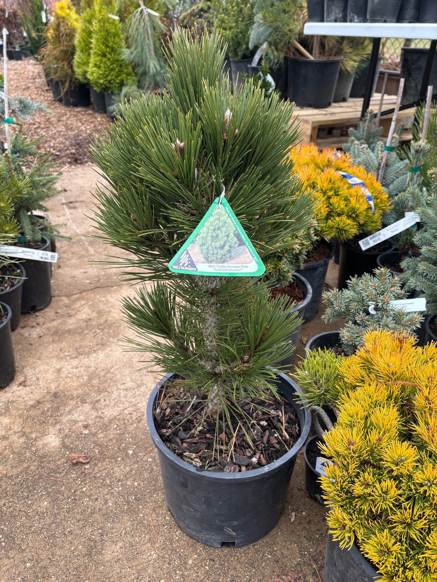 Pinus heldreichii (leucodermis) ‘Mint Truffle’