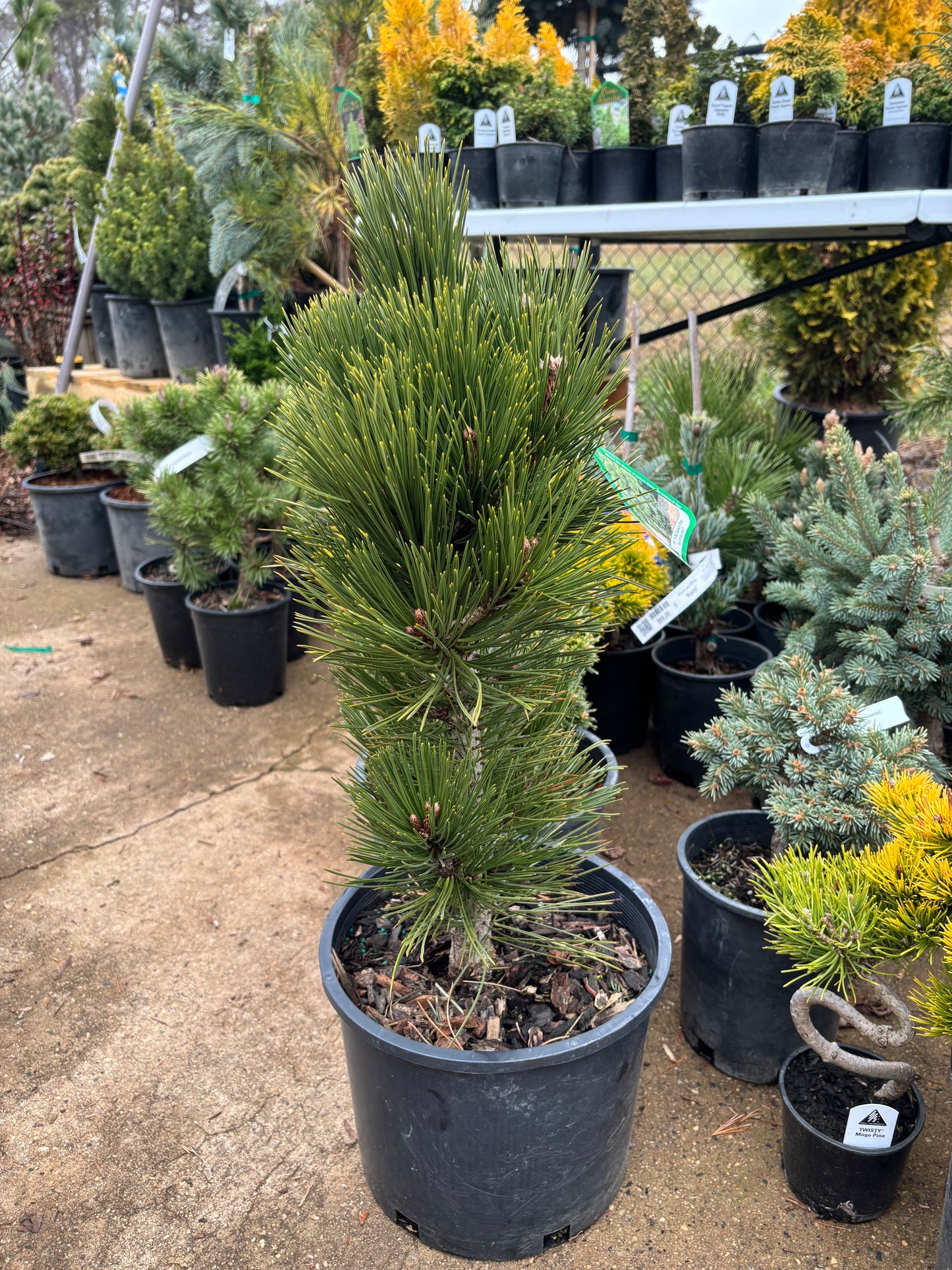 Pinus heldreichii (leucodermis) ‘Mint Truffle’