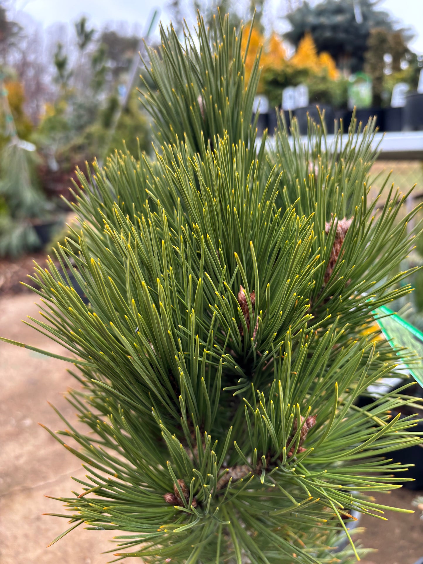 Pinus heldreichii (leucodermis) ‘Mint Truffle’