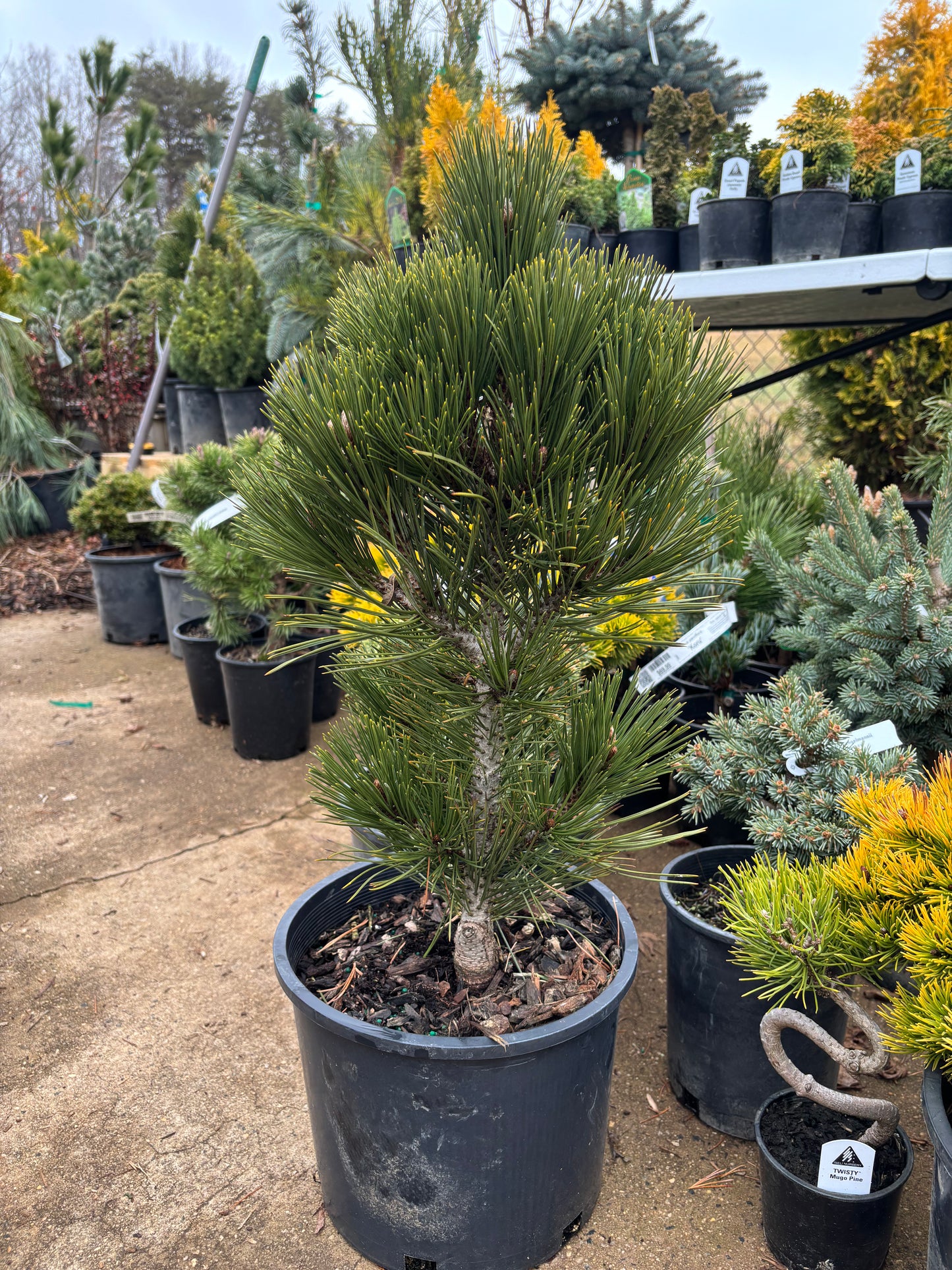 Pinus heldreichii (leucodermis) ‘Mint Truffle’