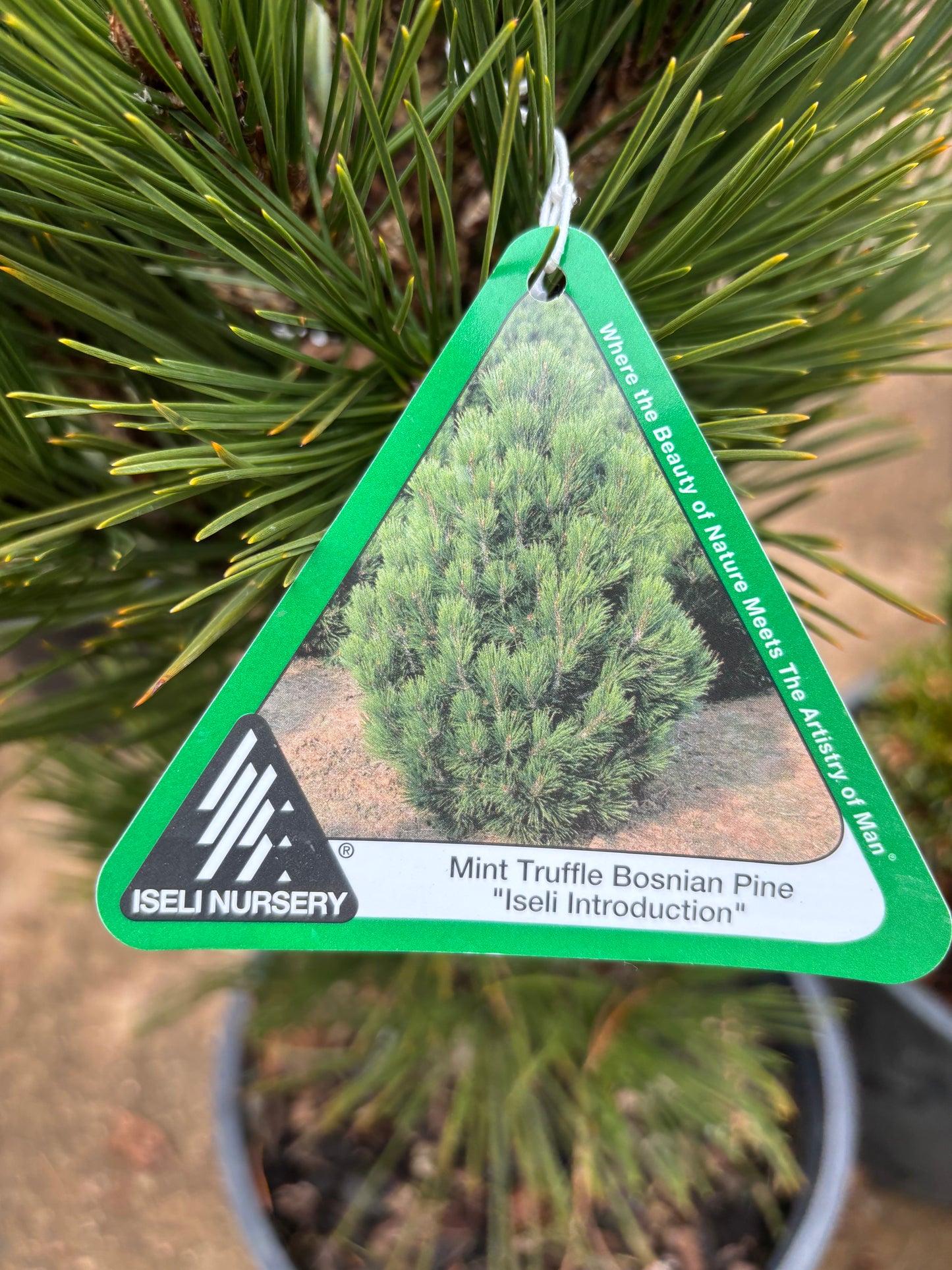 Pinus heldreichii (leucodermis) ‘Mint Truffle’