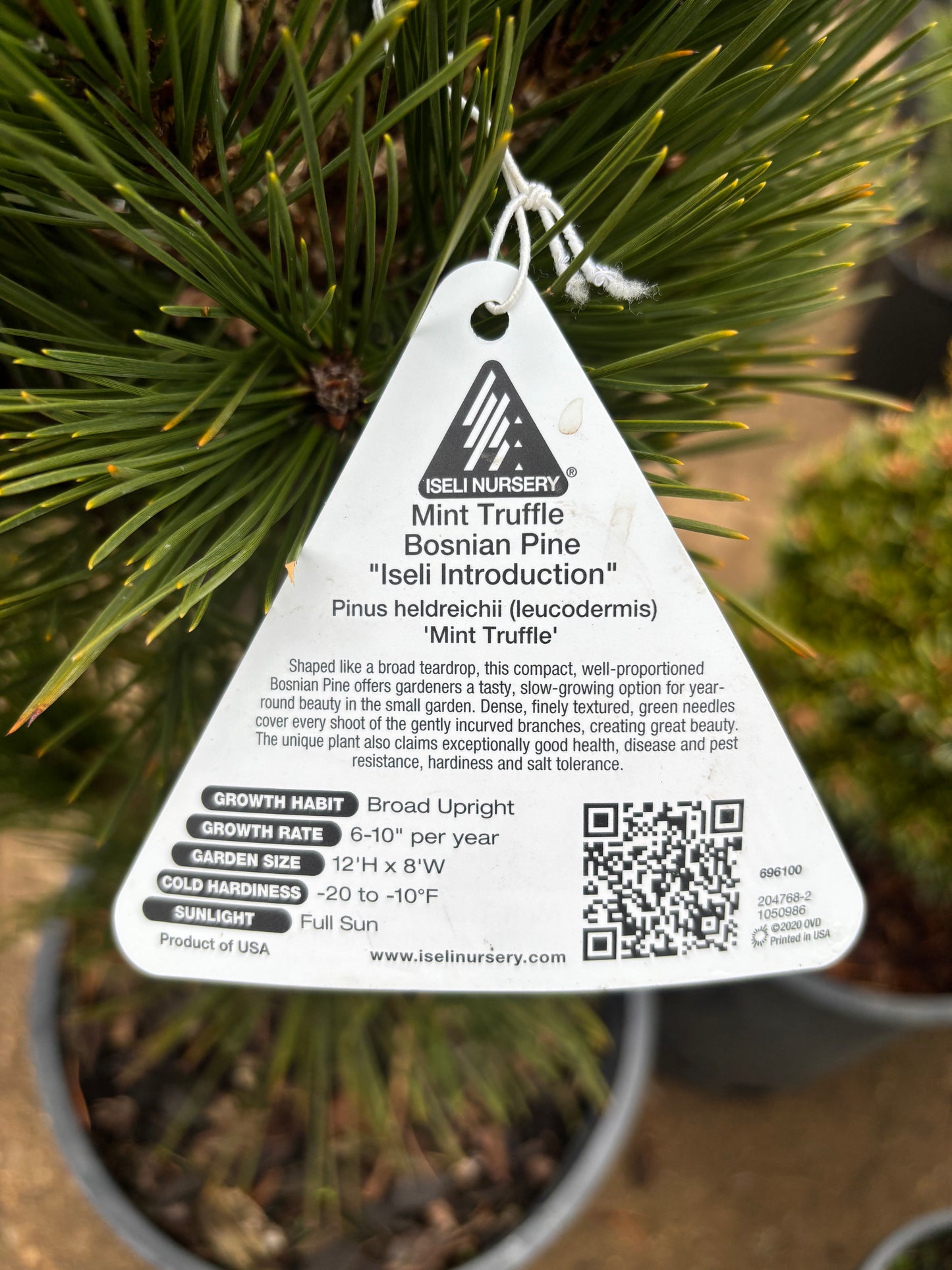 Pinus heldreichii (leucodermis) ‘Mint Truffle’