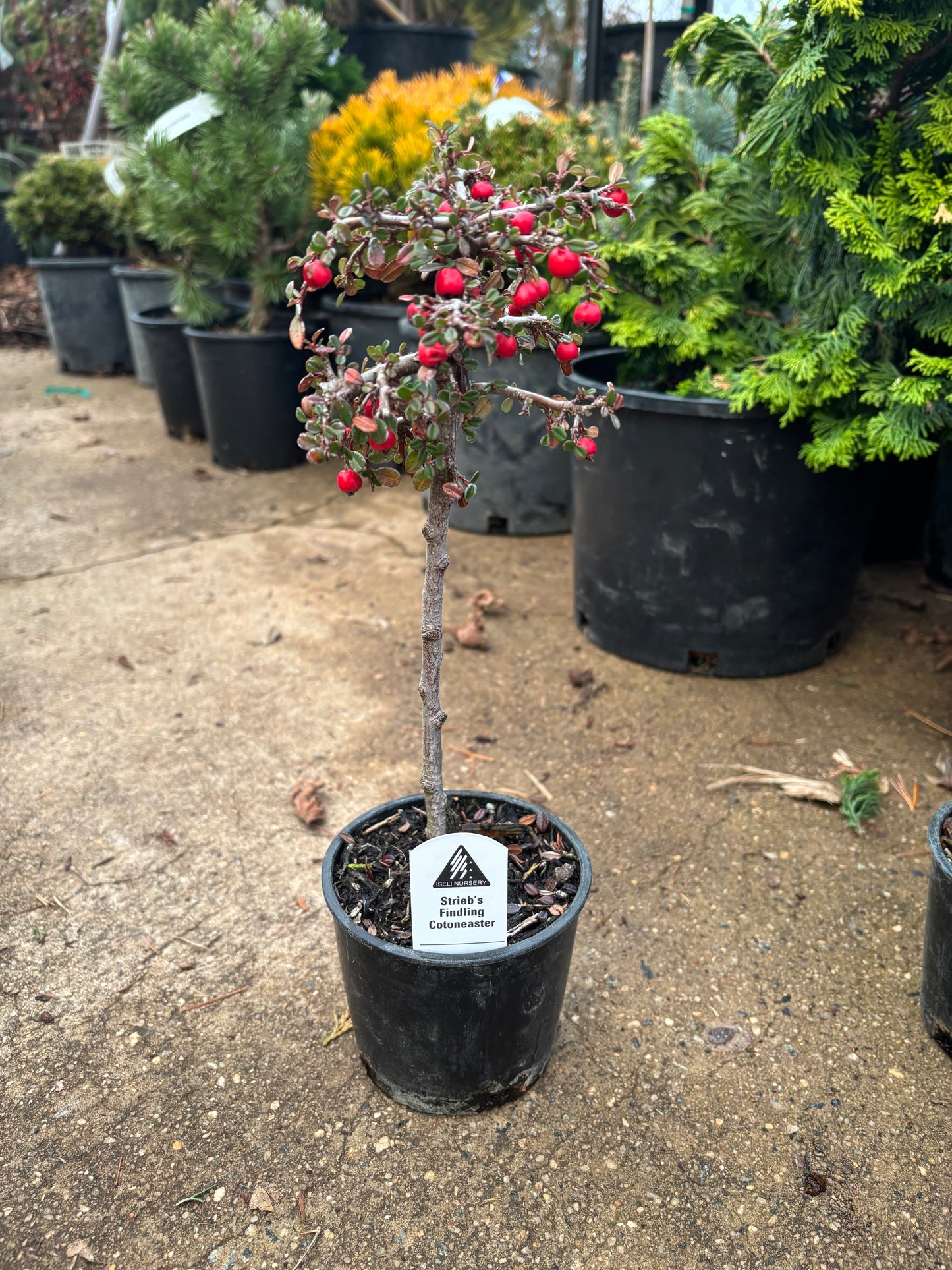 ‘Strieb’s Findling’ Cotoneaster