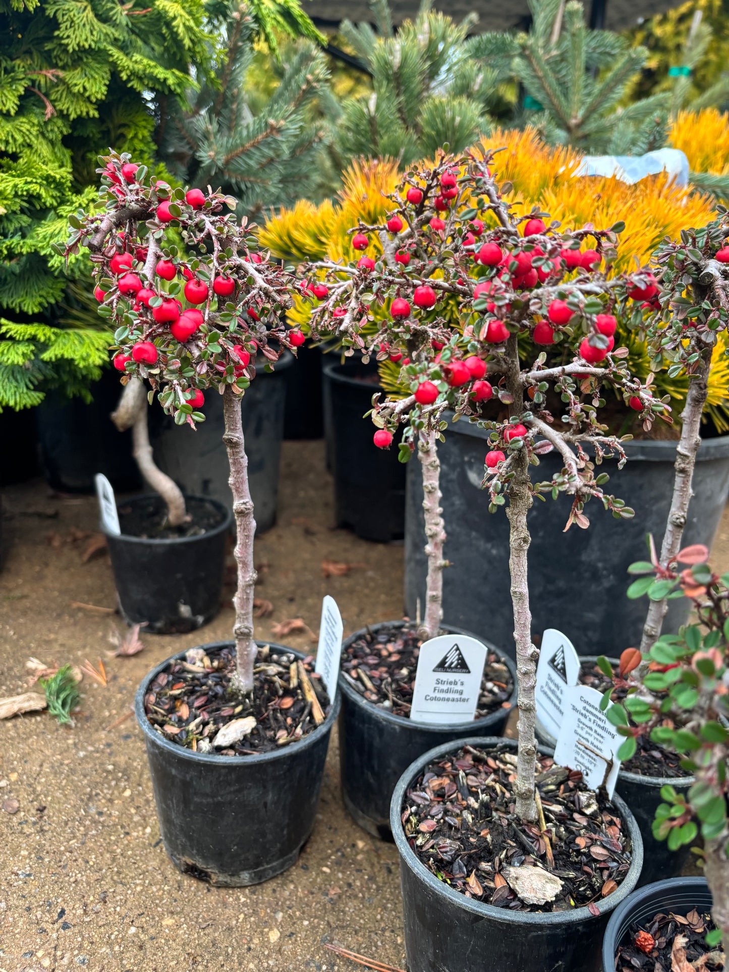 ‘Strieb’s Findling’ Cotoneaster